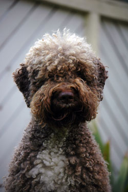 BENVENUTI - Lagotto Romagnolo